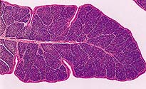 Histopathology slide of healthy bursa